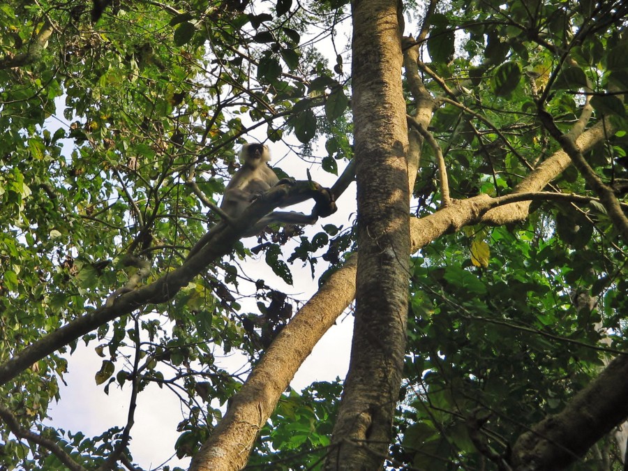 A monkey on a tree in the Chitwan National Park in Nepal.