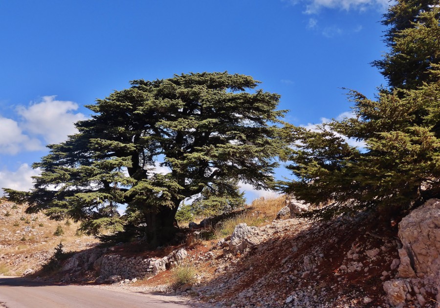 Cedar tree. Lebanon.