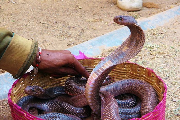 Cobras in India