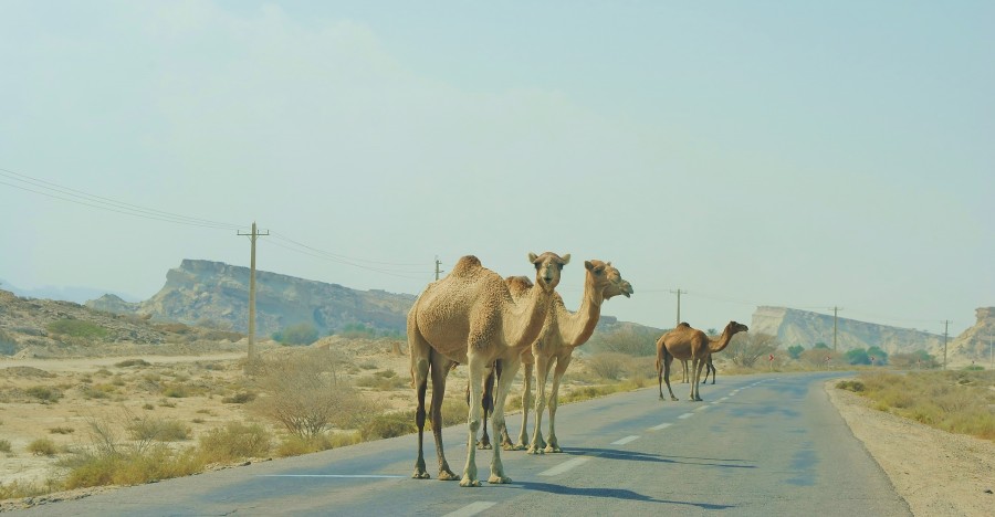 Wild but friendly camels on Qeshm Island. Iran.