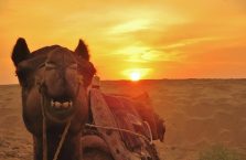 Indie - wesoły wielbłąd o zachodzie słońca.