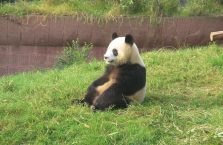 Chiny - panda.