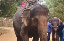 Indie - Hindus na słoniu.