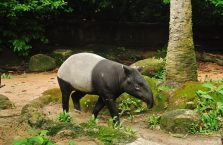 Singapur - tapir.