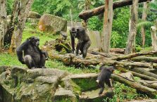 Singapur - rodzina szympansów.