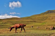 Azerbejdżan - koń na pastwisku.