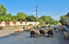 Górski Karabach - owce na ulicy.