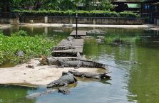 Tajlandia - krokodyle.