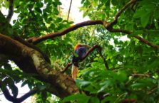 Birma - samotny ptak w drzewach.