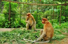 Malezja - małpy długonose.