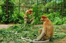 Malezja - małpy długonose.
