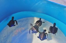 Malezja - żółwie morskie.