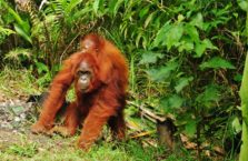 Malezja - orangutany.