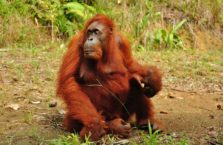Malezja - orangutan.