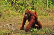 Malezja - orangutany.