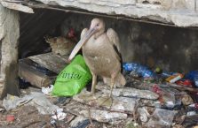Liban - biedny pelikan na stercie śmieci.