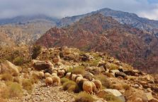 Jordania - owce w górach.