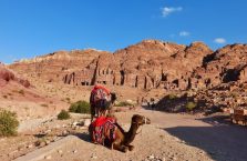 Jordania (Petra) - wielbłądy.