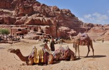 Jordania (Petra) - zdjęcie z wielbłądami.