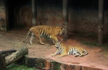 Sri Lanka -tygrysy w zoo Dehiwala.