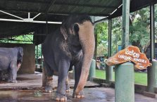 Sri Lanka - słoń w zoo Dehiwala.