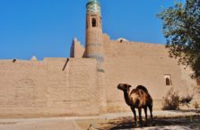 Uzbekistan - wielbłąd w starym mieście Khiva.