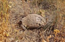 Turkey - a tortoise.