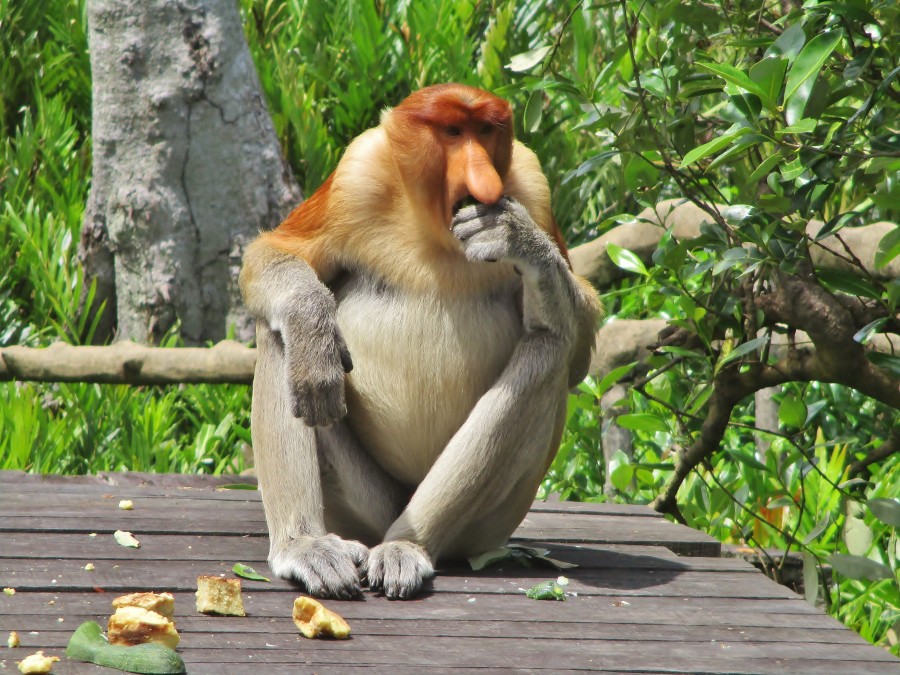 Proboscis monkeys are one of the many beautiful symbols of Borneo. Malaysia.