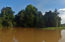 Kinabatangan Borneo (17)