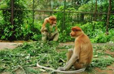 Lok Kawi Wildlife Park Borneo (10)