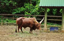 Lok Kawi Wildlife Park Borneo (11)