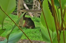 Lok Kawi Wildlife Park Borneo (15)