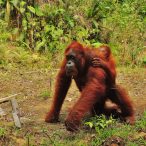 Semenggoh Orangutan Borneo (6)