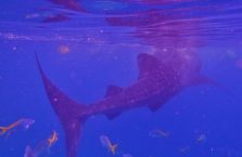 Oslob whale sharks (10)