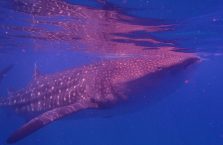 Oslob whale sharks (11)