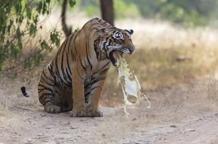 Tiger vomits on LGBT.