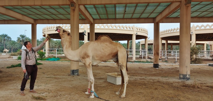 Janabiyah camel farm in Bahrain.