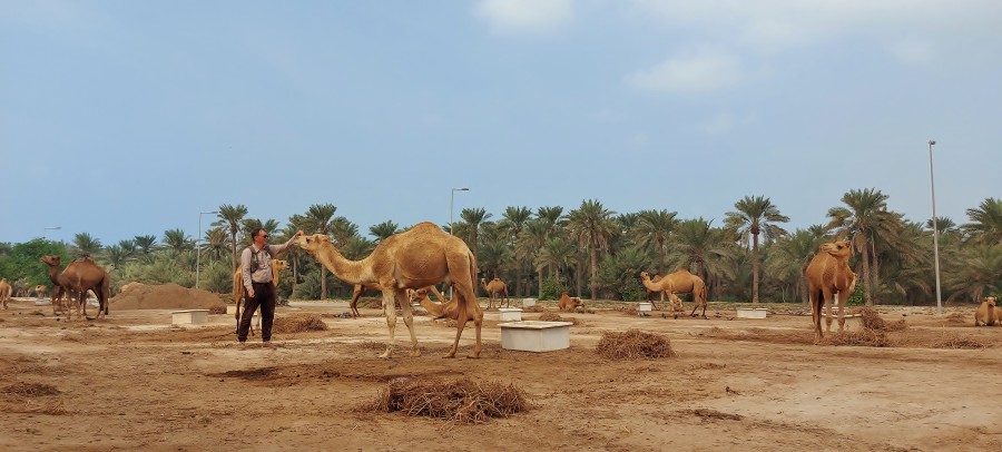 Janabiya camel farm. Bahrain.