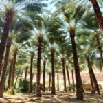 Saudi Arabia. Date palm plantation in the desert of Al Ula.
