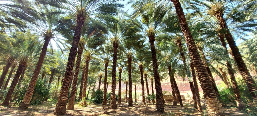 Saudi Arabia. Date palm plantation in the desert of Al Ula.