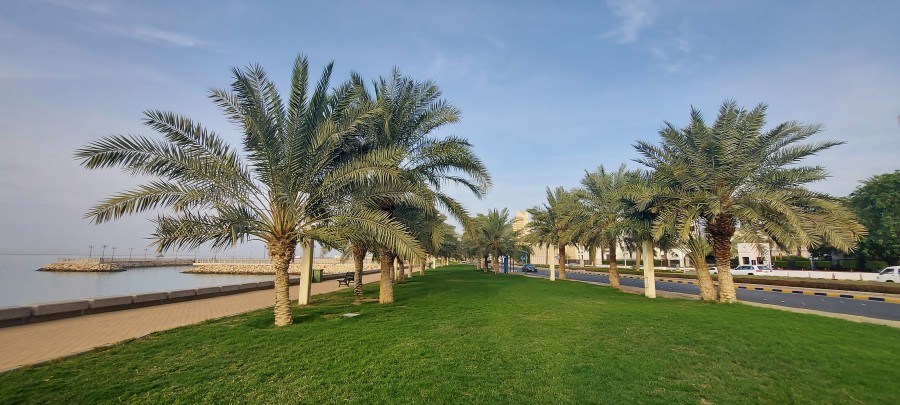 Kuwait City and palm trees near the coast.