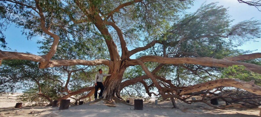 The Tree of Life. Bahrain.