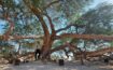 , The Tree of Life in Bahrain, Compass Travel Guide
