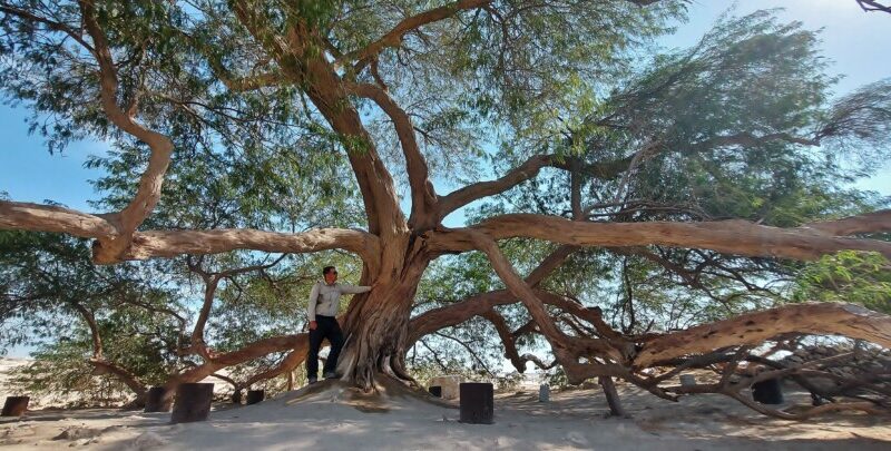 The Tree of Life in Bahrain