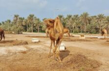 Janabiyah camel farm Bahrain (2)