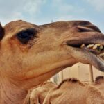 Janabiyah camel farm Bahrain (8)