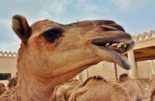 Janabiyah camel farm Bahrain (8)