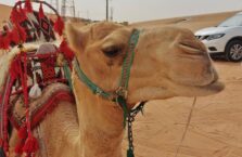 Red sand dunes Saudi Arabia (1)