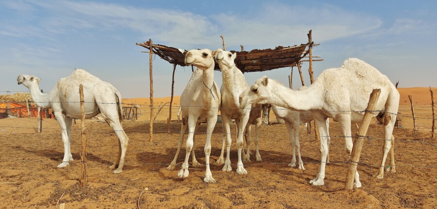 White camels. Saudi Arabia.