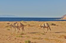 Saudi Arabia desert camels (13)